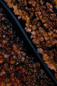 Preview wallpaper road, forest, autumn, aerial view, trees