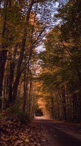 Preview wallpaper road, forest, autumn, trees, path