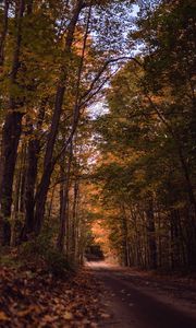 Preview wallpaper road, forest, autumn, trees, path