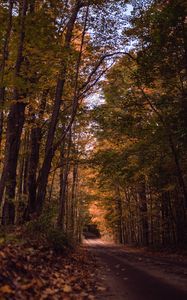 Preview wallpaper road, forest, autumn, trees, path