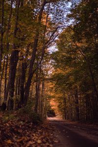 Preview wallpaper road, forest, autumn, trees, path