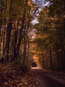Preview wallpaper road, forest, autumn, trees, path