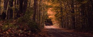 Preview wallpaper road, forest, autumn, trees, path