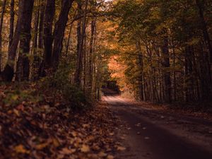 Preview wallpaper road, forest, autumn, trees, path