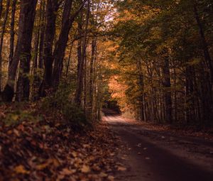 Preview wallpaper road, forest, autumn, trees, path