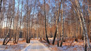 Preview wallpaper road, forest, birch grove, winter, light