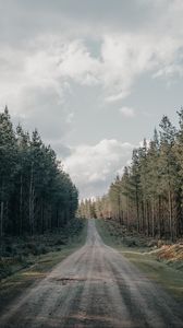 Preview wallpaper road, forest, conifer, hill, nature