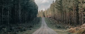 Preview wallpaper road, forest, conifer, hill, nature