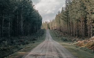 Preview wallpaper road, forest, conifer, hill, nature