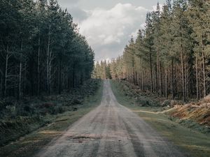 Preview wallpaper road, forest, conifer, hill, nature