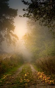 Preview wallpaper road, forest, fog, apples, trees