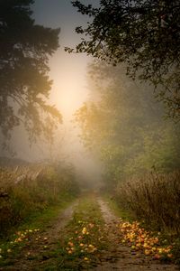 Preview wallpaper road, forest, fog, apples, trees