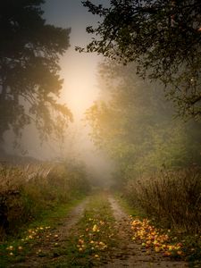 Preview wallpaper road, forest, fog, apples, trees