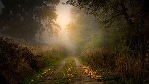 Preview wallpaper road, forest, fog, apples, trees