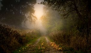 Preview wallpaper road, forest, fog, apples, trees