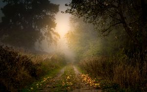 Preview wallpaper road, forest, fog, apples, trees