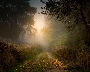 Preview wallpaper road, forest, fog, apples, trees