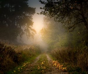 Preview wallpaper road, forest, fog, apples, trees