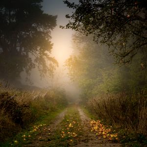 Preview wallpaper road, forest, fog, apples, trees