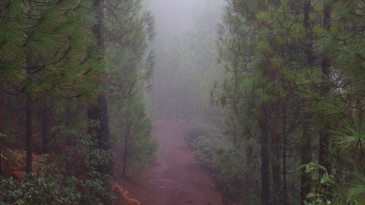 Wallpaper road, forest, fog, trees