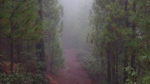 Preview wallpaper road, forest, fog, trees