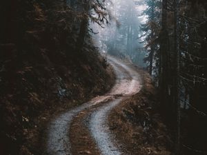 Preview wallpaper road, forest, fog, pines, trees