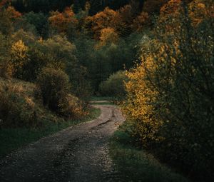 Preview wallpaper road, forest, hill, autumn, nature