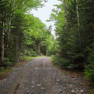 Preview wallpaper road, forest, landscape, trees, nature