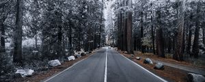 Preview wallpaper road, forest, marking, autumn, winter, hoarfrost
