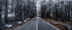 Preview wallpaper road, forest, marking, autumn, winter, hoarfrost