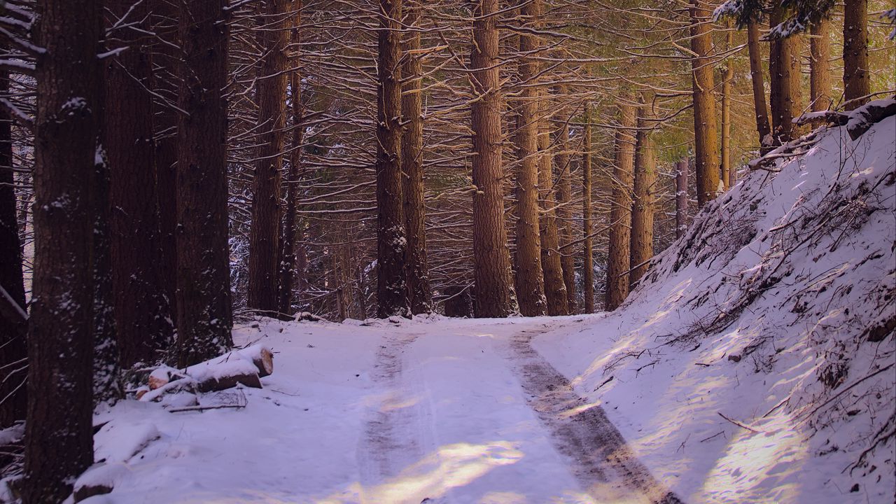 Wallpaper road, forest, nature, trees, snow, winter