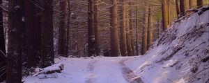 Preview wallpaper road, forest, nature, trees, snow, winter