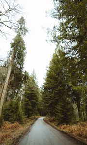 Preview wallpaper road, forest, park, trees, nature