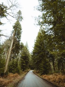 Preview wallpaper road, forest, park, trees, nature