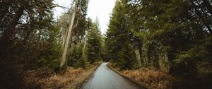Preview wallpaper road, forest, park, trees, nature