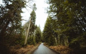 Preview wallpaper road, forest, park, trees, nature