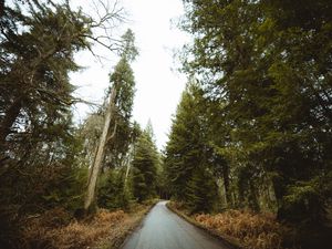 Preview wallpaper road, forest, park, trees, nature