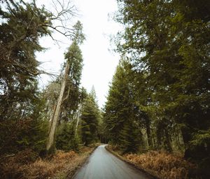 Preview wallpaper road, forest, park, trees, nature