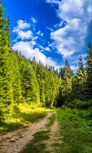 Preview wallpaper road, forest, path, sky