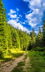 Preview wallpaper road, forest, path, sky