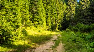 Preview wallpaper road, forest, path, sky