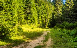 Preview wallpaper road, forest, path, sky