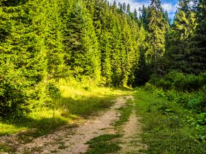 Preview wallpaper road, forest, path, sky