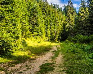 Preview wallpaper road, forest, path, sky
