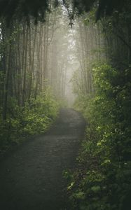 Preview wallpaper road, forest, path, trees, fog