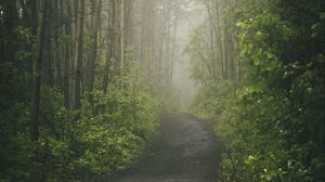Preview wallpaper road, forest, path, trees, fog