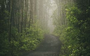 Preview wallpaper road, forest, path, trees, fog