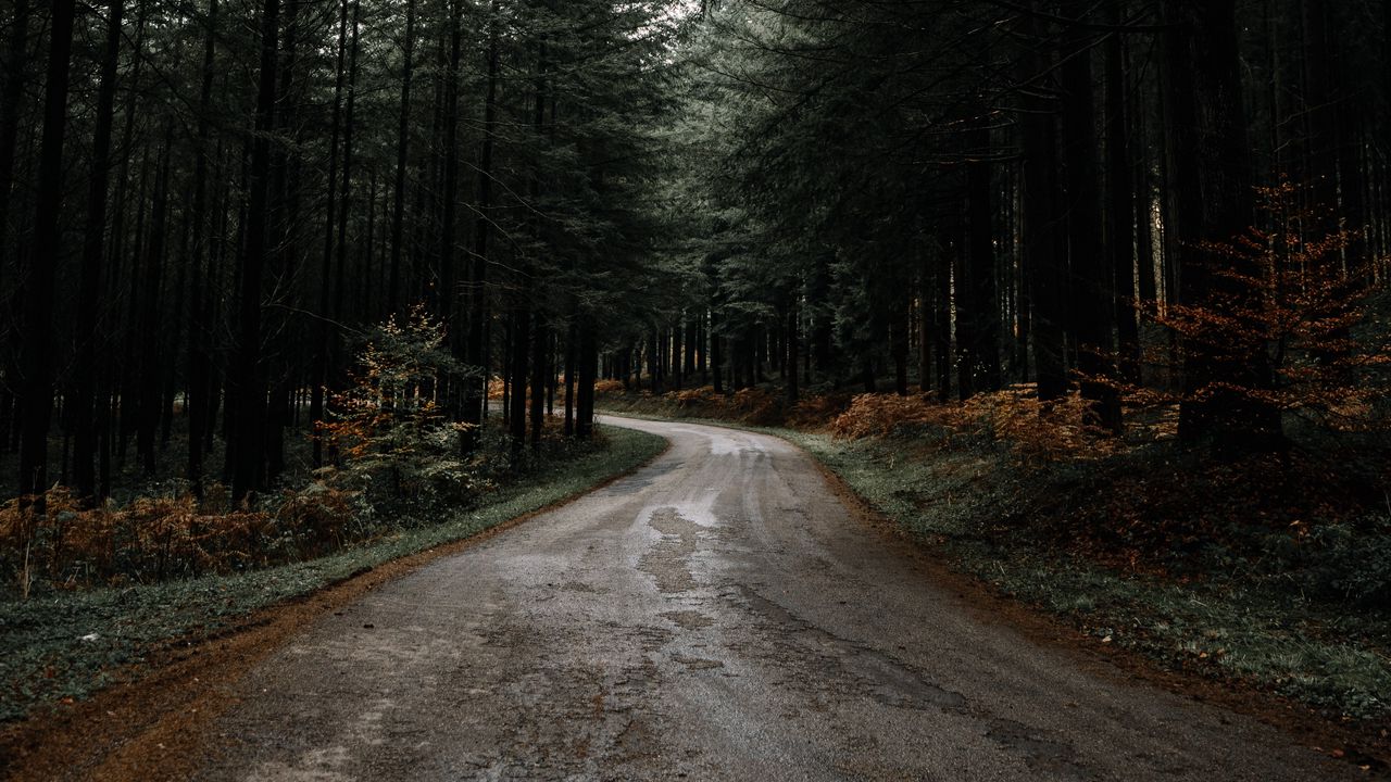 Wallpaper road, forest, pines, turn, nature