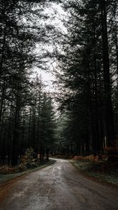 Preview wallpaper road, forest, pines, turn, nature