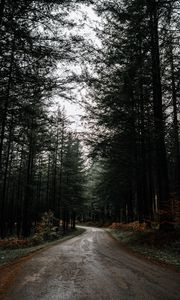 Preview wallpaper road, forest, pines, turn, nature